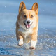 Illustration for article titled Dog Days of Summer